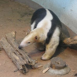 Southern Tamandua (Tamandua tetradactyla)