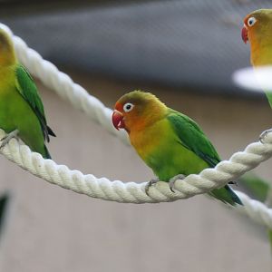 Fischer's Lovebird (Agapornis fischeri)