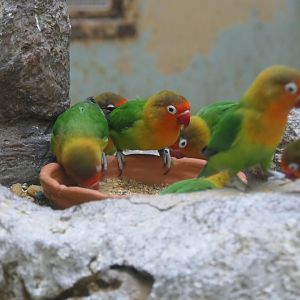 Fischer's Lovebird (Agapornis fischeri)