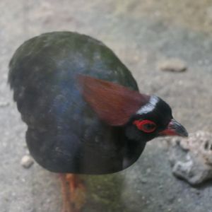 Crested Partidge (Rollulus rouloul)