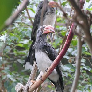 Crowned Hornbill (Lophoceros alboterminatus)