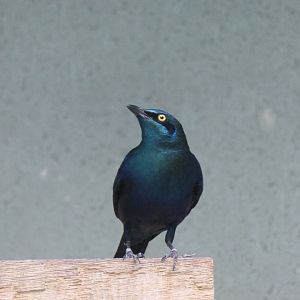 Greater Blue-eared Starling (Lamprotornis chalybaeus)