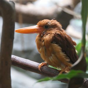 Ruddy Kingfisher (Halcyon coromanda bangsi)