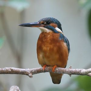 Indian Common Kingfisher (Alcedo atthis bengalensis)