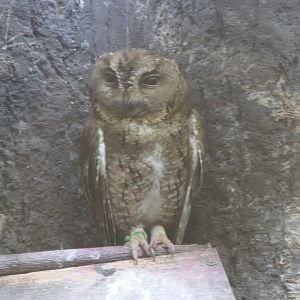 Indian Scops Owl (Otus bakkomoena)