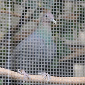 Red-headed Wood Pigeon (Columba janthina nitens)