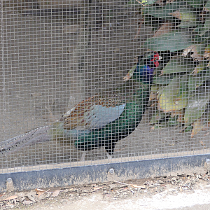 Japanese Green Pheasant (Phasianus versicolor)