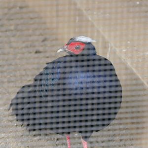 Edward's Pheasant (Lophura edwardsi)