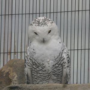 Snowy Owl (Bubo scandiacus)