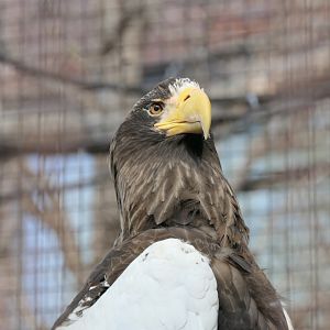 Steller's Sea Eagle (Haliaeetus pelagicus)