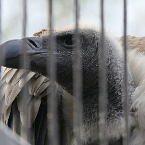 White-backed Vulture (Gyps africanus)