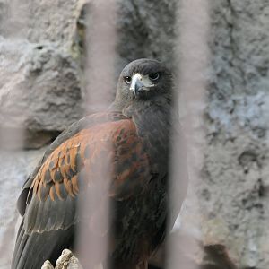 Harris's Hawk (Parabuteo unicinctus)