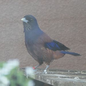 Lidth's Jay (Garrulus lidthi)