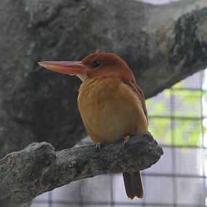 Ruddy Kingfisher (Halcyon coromanda major)