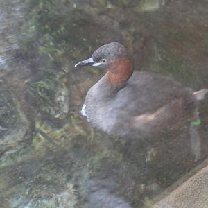 Little Grebe (Tachybaptus ruficollis poggei)