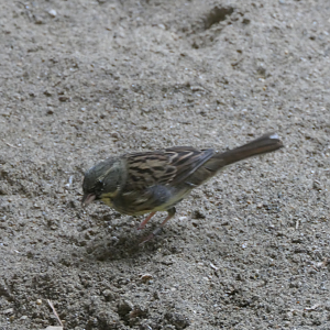 Masked Bunting (Emberiza personata)