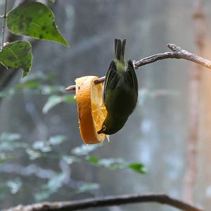 Japanese White-eye (Zosterops japonicus japonicus)