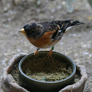 Brambling (Fringilla montifringilla)