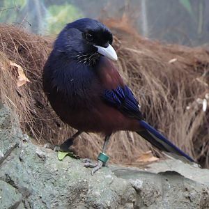 Lidth's Jay (Garrulus lidthi)