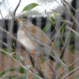 Pale Thrush (Turdus pallidus)