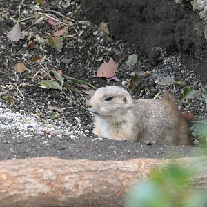 Black-tailed Prairie Dog (Cynomys ludovicianus)
