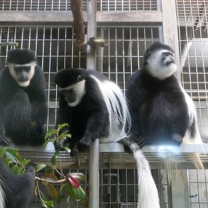 Mantled Guereza (Colobus guereza guereza)