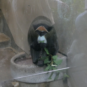 De Brazza's Monkey (Cercopithecus neglectus)