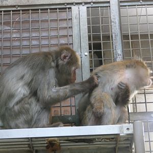 Hybrid Japanese Macaque (Macaca fuscata fuscata X fuscata yakui)