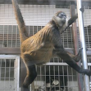 Black-handed Spider Monkey (Ateles geoffroyi)