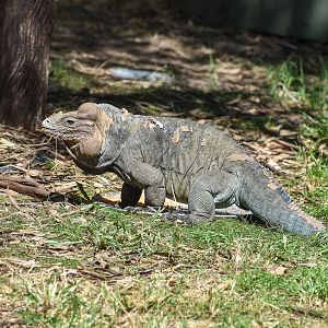 Rhinoceros Iguana