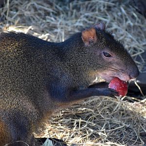 Brazilian Agouti