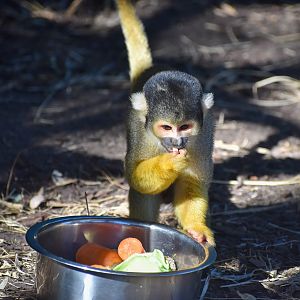 Bolivian Squirrel Monkey