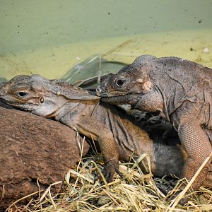Rhinoceros Iguanas