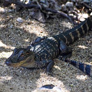 American Alligator