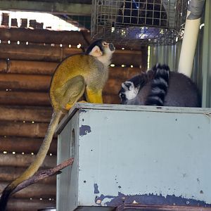 Bolivian Squirrel Monkey and Ring-tailed Lemur
