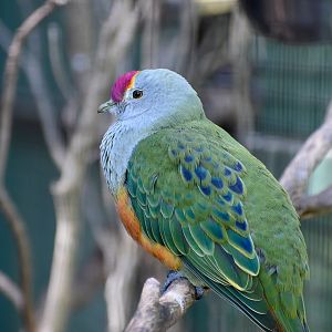 Rose-crowned Fruit-Dove