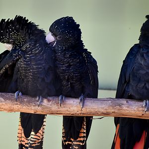 Red-tailed Black Cockatoos