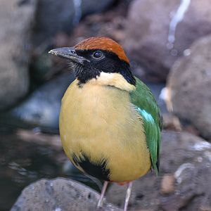 Noisy Pitta