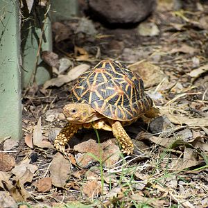 Indian Star Tortoise