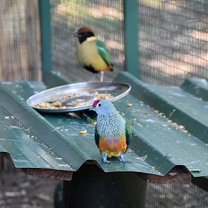 Rose-crowned Fruit-Dove with Noisy Pitta