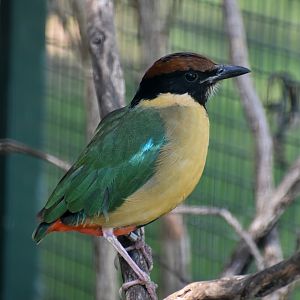 Noisy Pitta