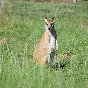 Agile Wallaby