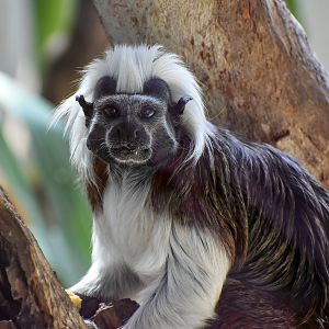 Cottontop Tamarin