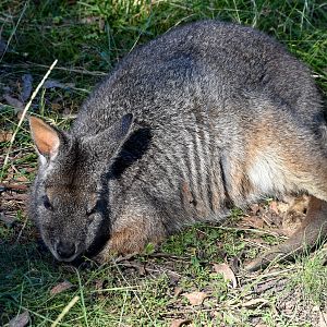 Tammar Wallaby