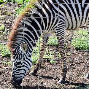 Plains Zebra foal