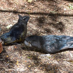 Forest Red-tailed Black Cockatoos
