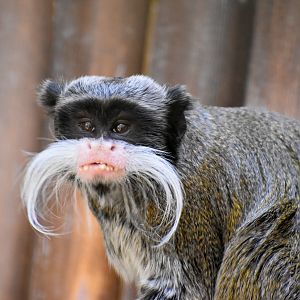 Emperor Tamarin