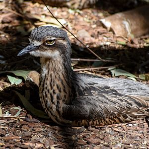 Bush Stone-Curlew
