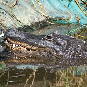 American Alligator