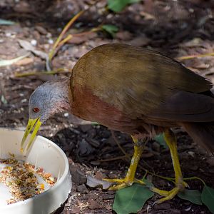 Chestnut Rail